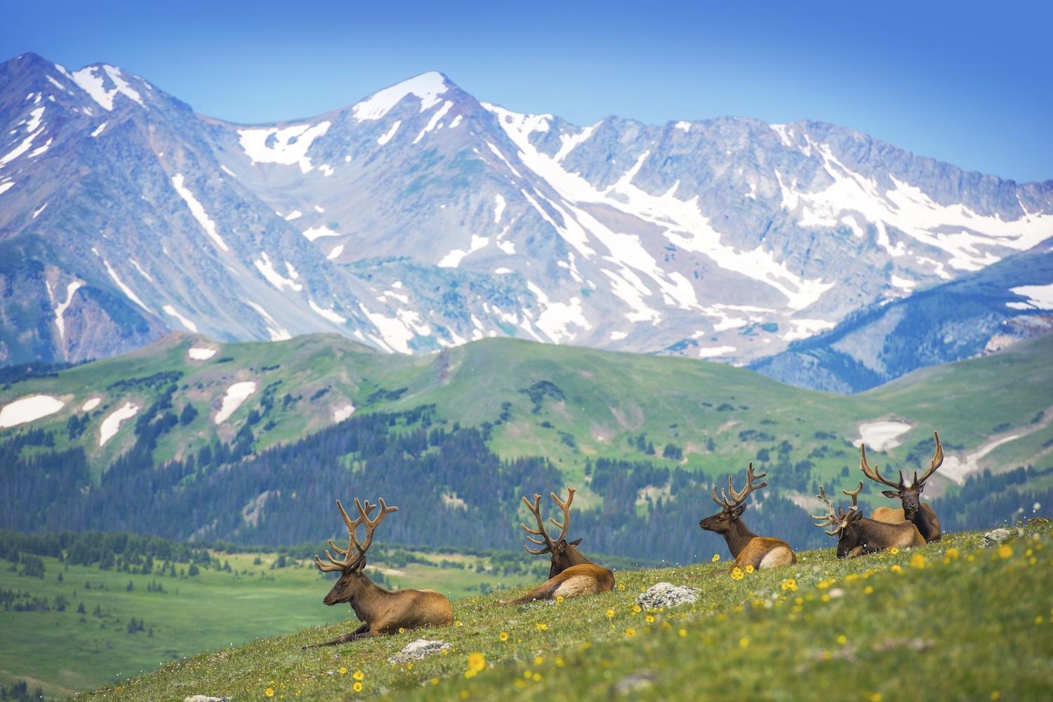 rocky mountain national park logo